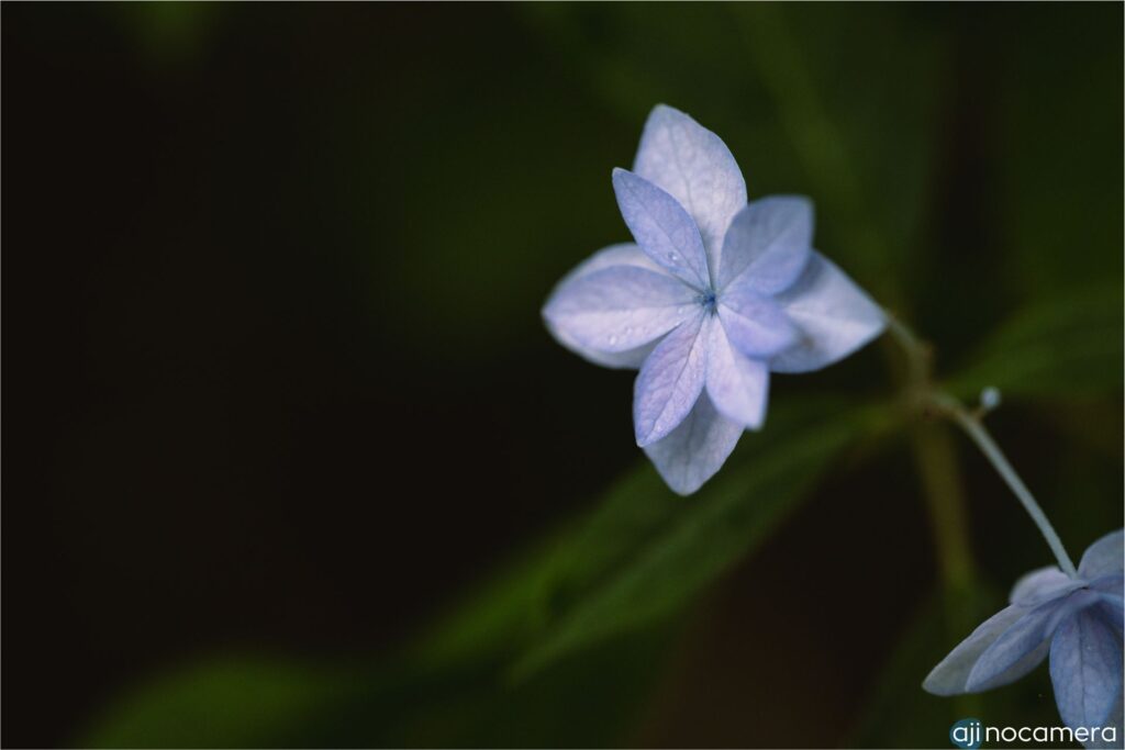 単焦点レンズ作例-花