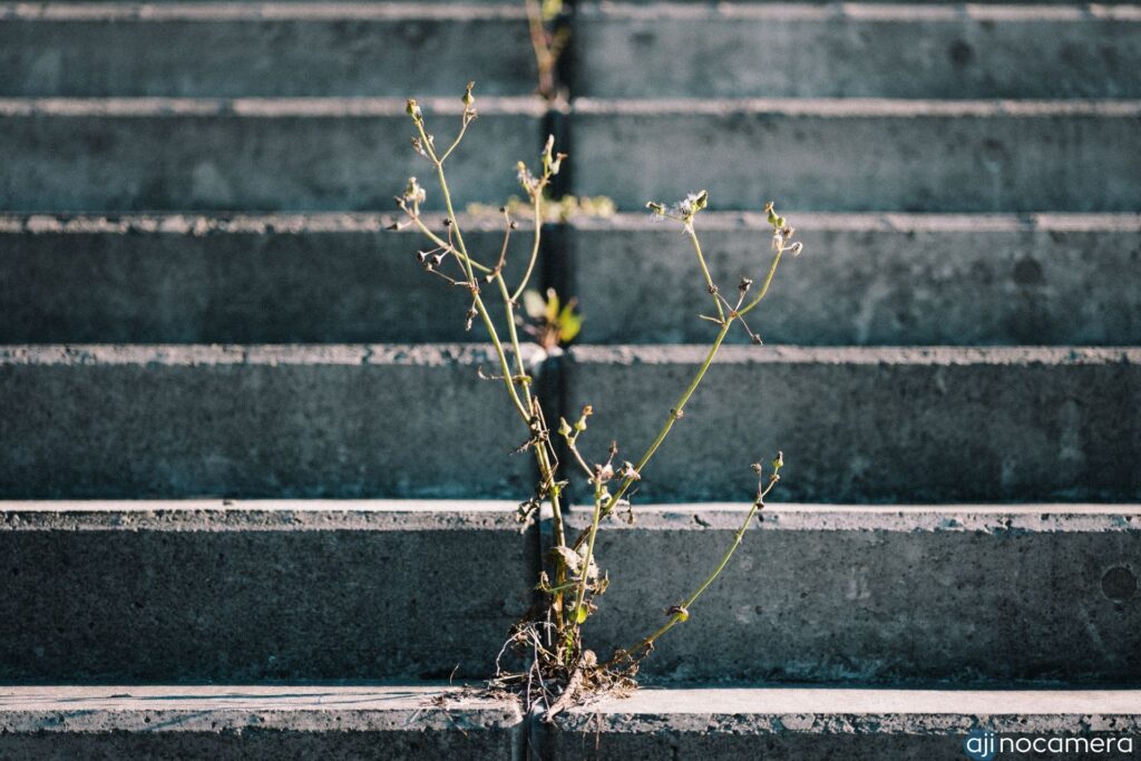背景の情報が多い写真