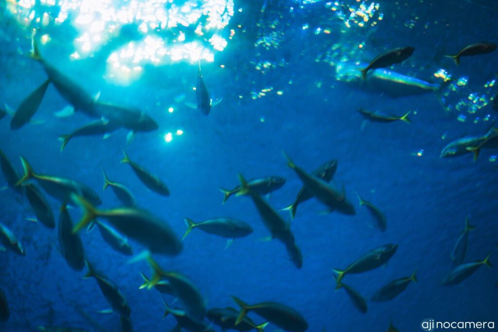 水族館でのブレた写真