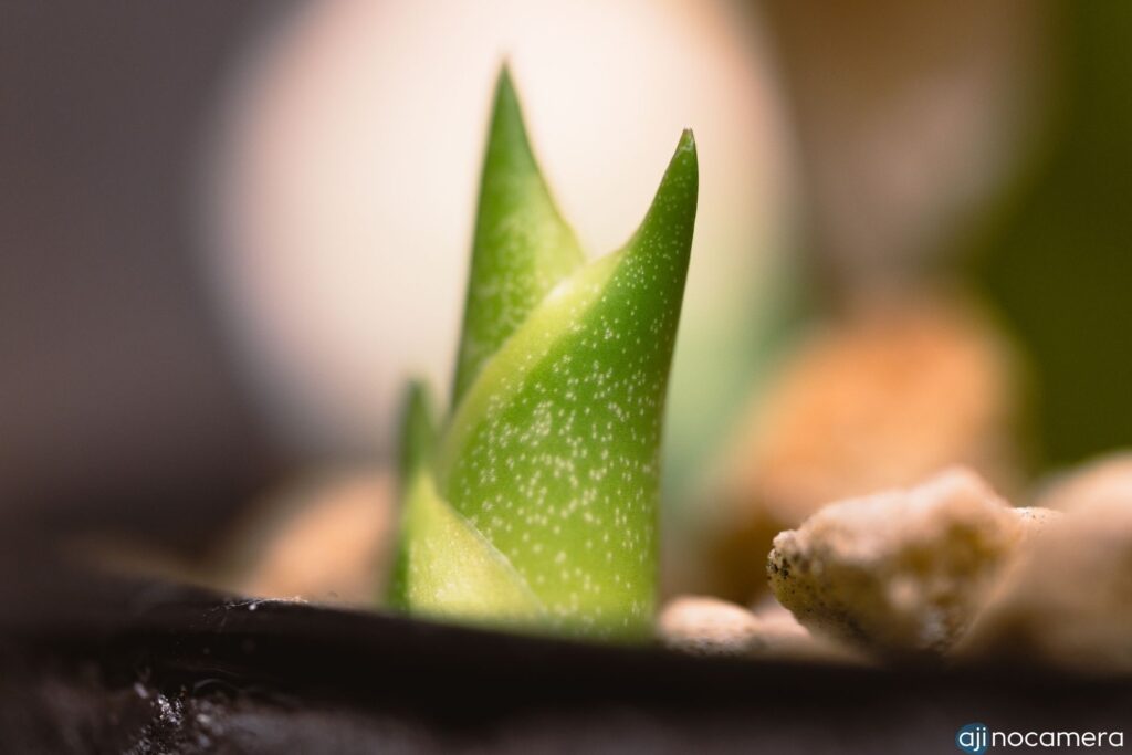 SIGMA 70mm MACRO 作例