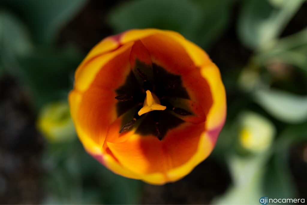 LUMIX 100mm MACRO：作例2（マクロ用途使用）